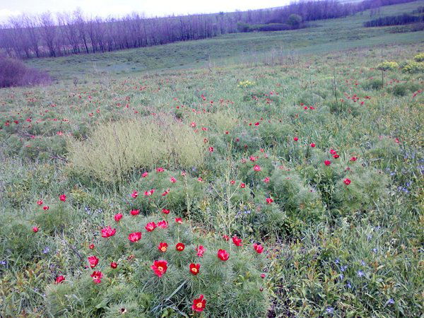 Татьяна Сергеева