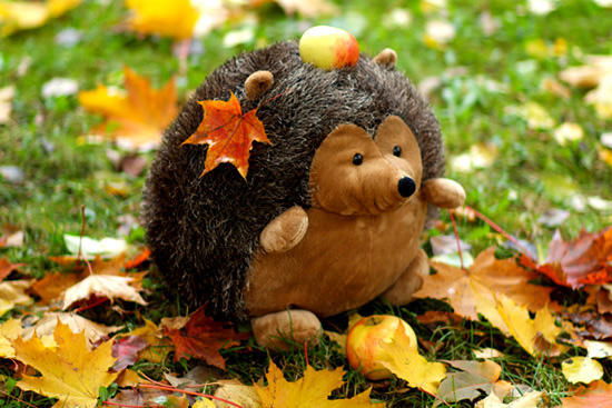 Лариса Оксенчук