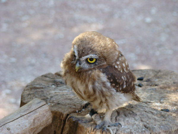 Мария Власкина