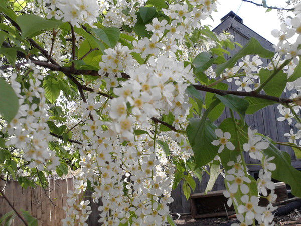 Валентина Туктакиева