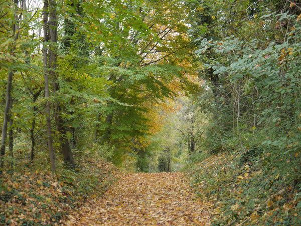 Sieglinde Gvosdovskij