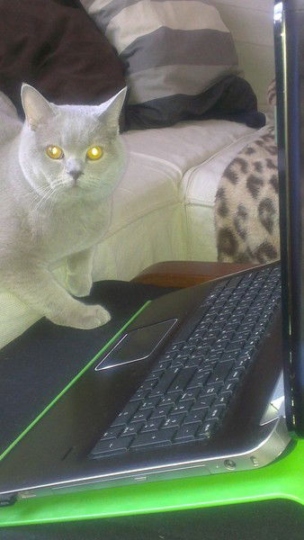 Виктор Ковалёв