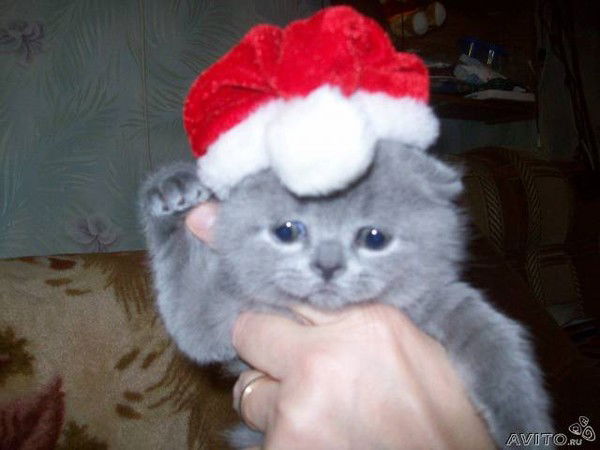 Ольга Мухаметжанова