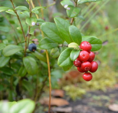 Галина Яркова (Антоненко)