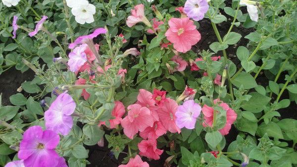 Светла Ночка