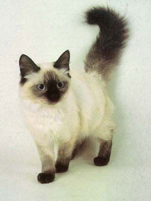 Алисия Незамединова