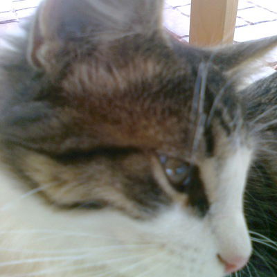 Виктория Гайворонская