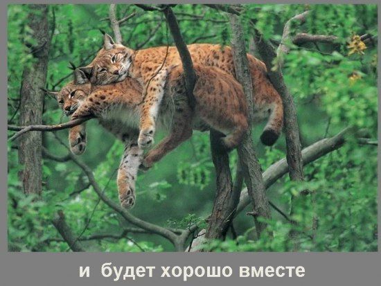 Игорь Рысенко