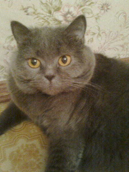 Светлана Колла