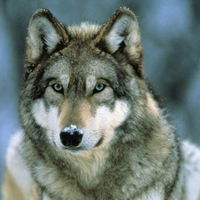 Ришат Авлияров