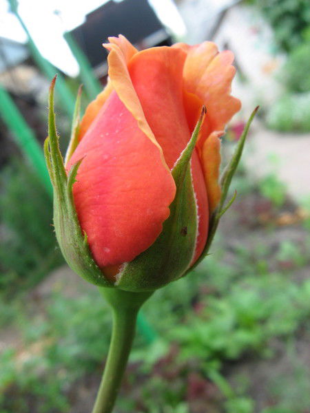 Галина Калабухова