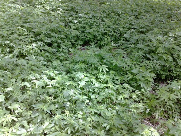 Рустам Зейналов