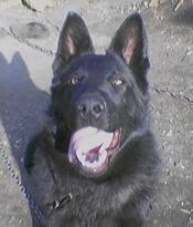 Дима Трушкин