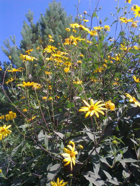 Умм Хадиджа