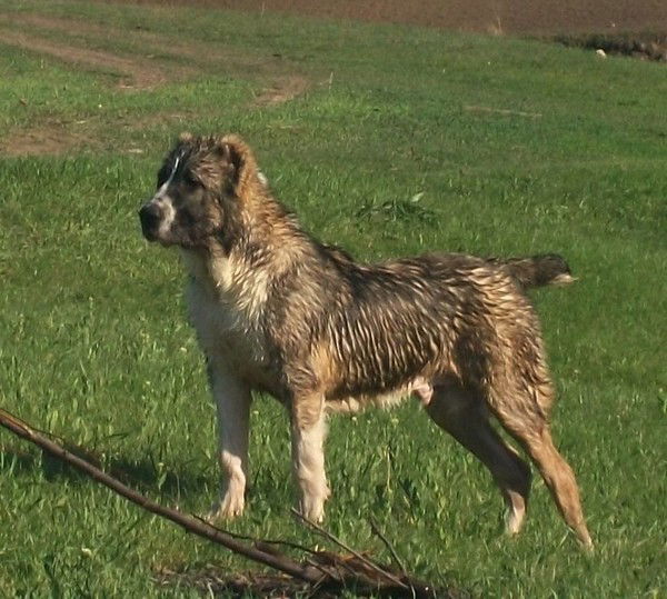 Алёша Богдан