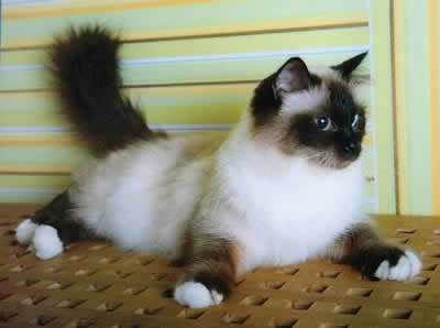 Виктория Николаенко