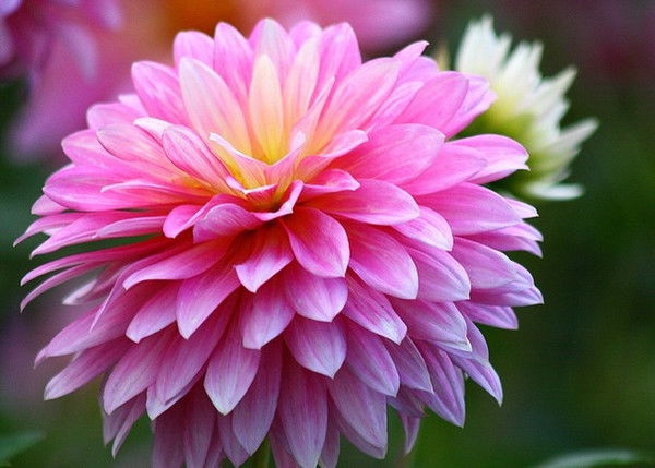 Асия Кебеева