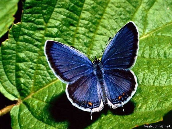 Гуляева Светлана