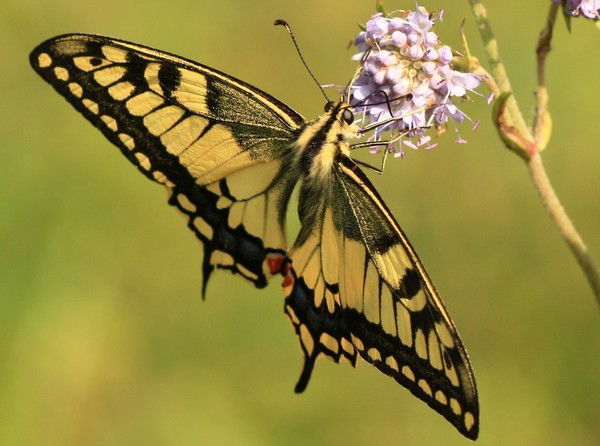 Ерейментауская Црб *************