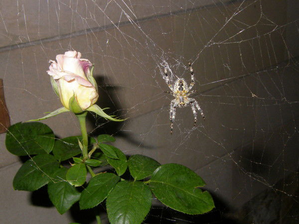 Наталья Николаевна