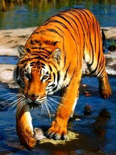 Кручинин Антон