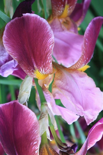 Натали Юстус