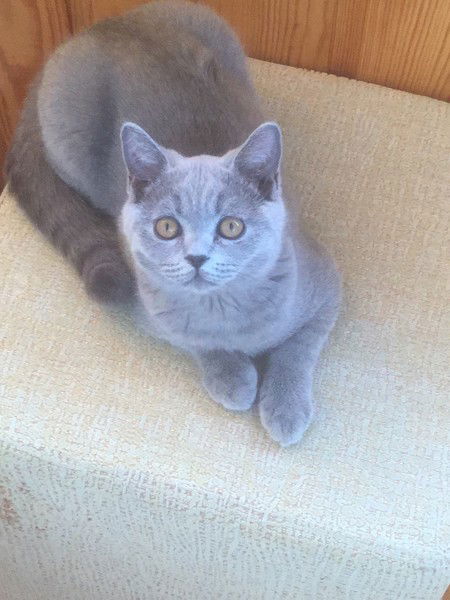 Елена Степанец