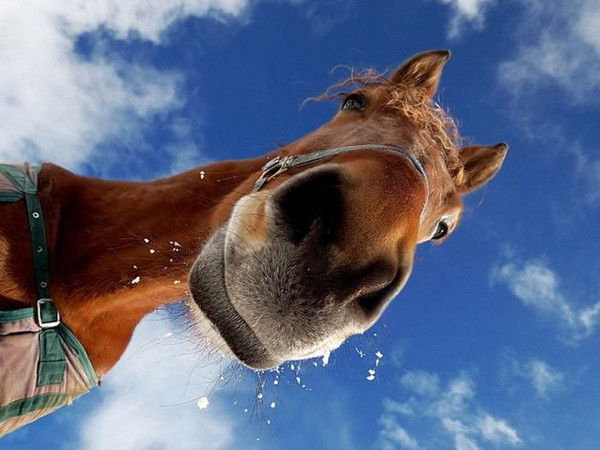 Александра Достова