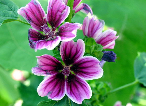 Людмила Мезенцева