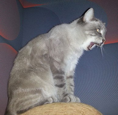 Александр Волков