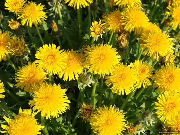 Олеся Подольская