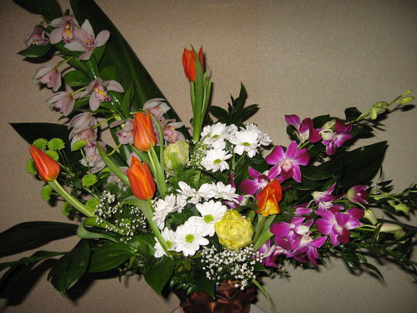 Божена Остра