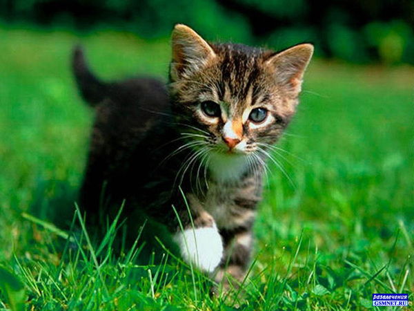 Елена Мусалиева