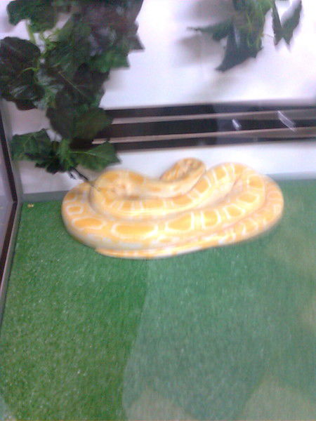 Галина Королева