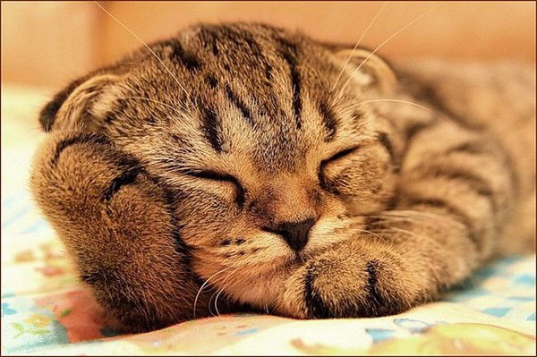 Юля Верескун