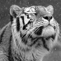 Регина Аюпова