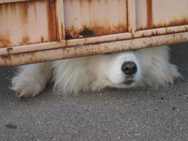 Марина Cтеббинс