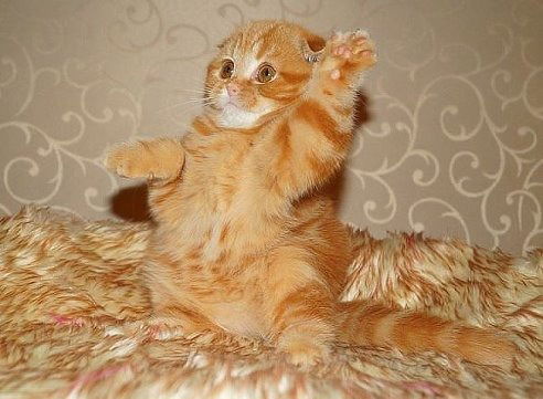 Оксаночка Вычегжанина