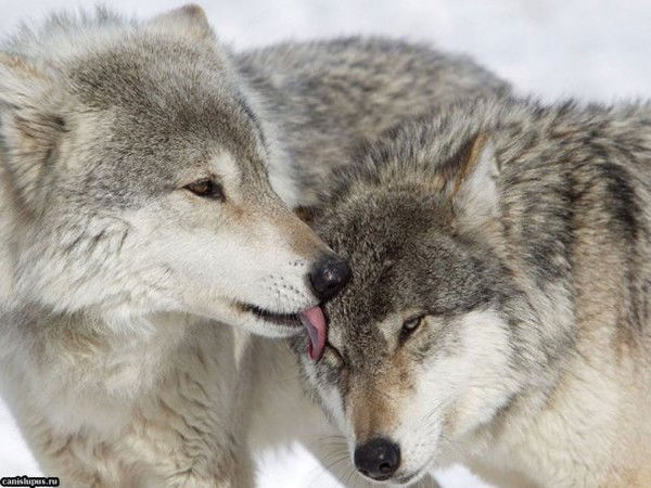 Дима И Алёна Уляшины