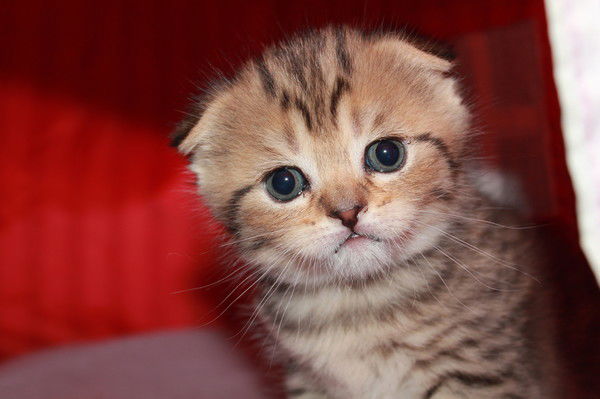 Светлана Шипилова