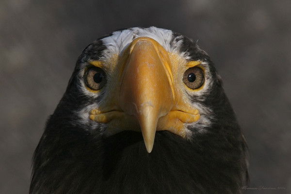 Серж Инкогнито