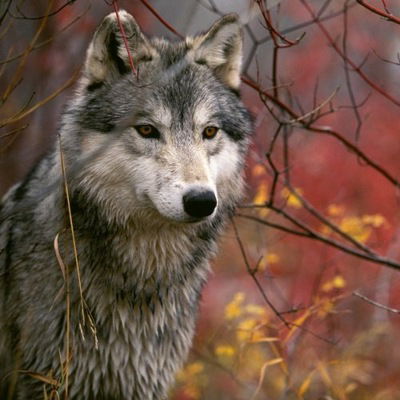 Даниил Китаев