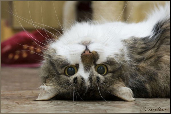 Карина Аймухамбетова