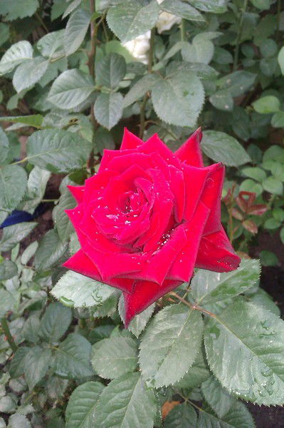 Наталья Натальевна