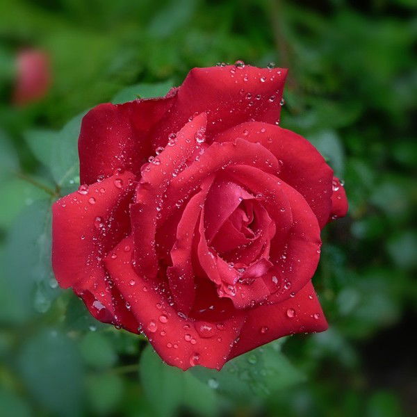 Инга Гордеева