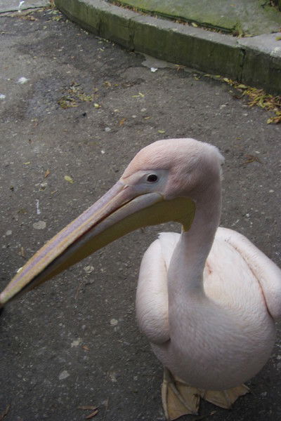 Оксана Хабарова