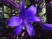 Лилия Фаридоновна