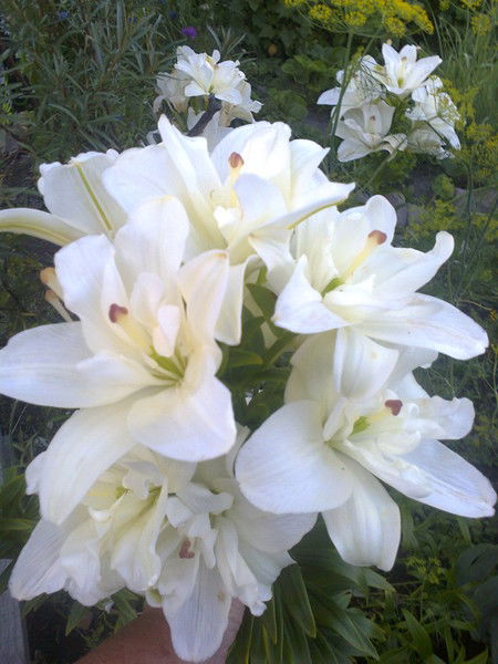 Людмила Петровна Жудрак