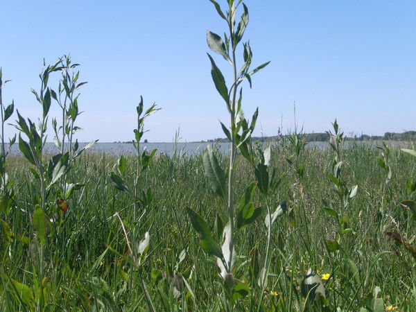 Наталья Савелькаева