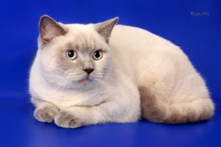 Светлана Назарова